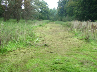 Meadow-2